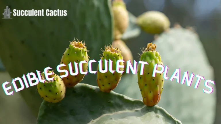 succulent plant edible