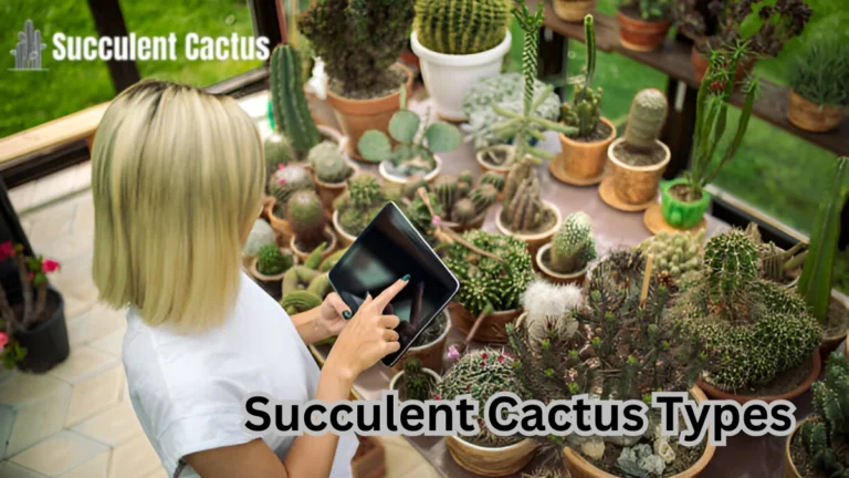 succulent cactus types