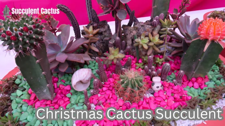 succulent christmas cactus