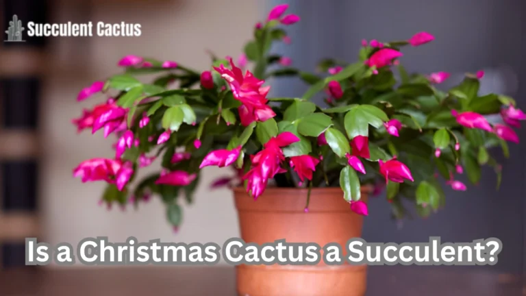 is a christmas cactus a succulent