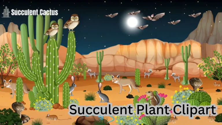 succulent plant clipart