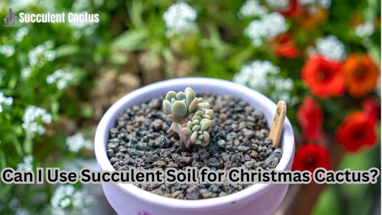 can i use succulent soil for christmas cactus