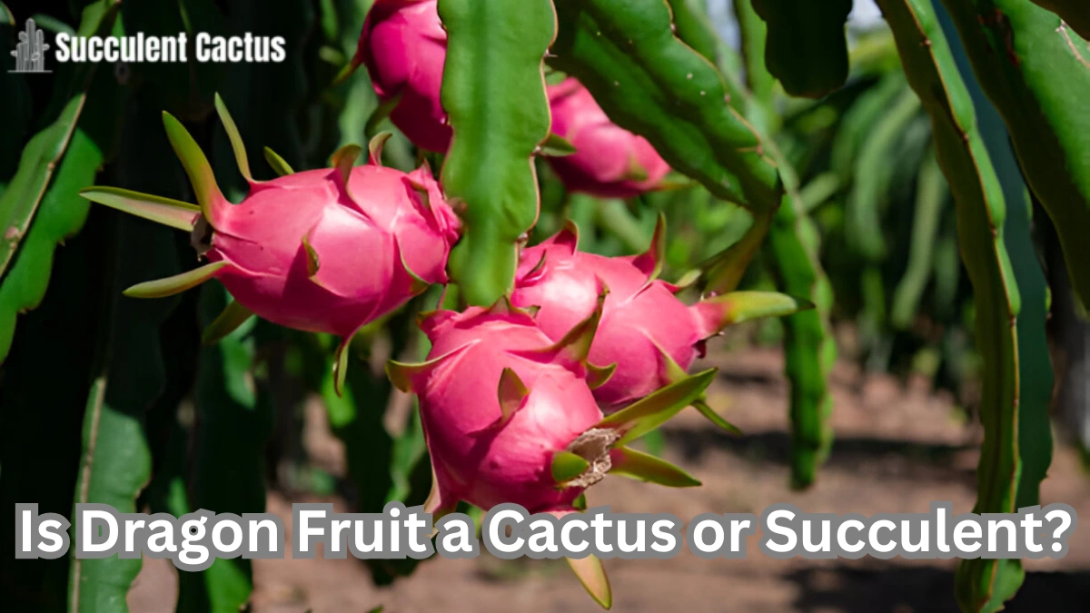 is dragon fruit a cactus or succulent