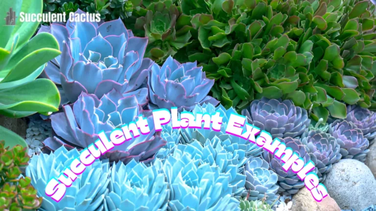 succulent plant examples