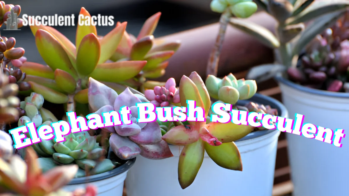 succulent plant elephant bush