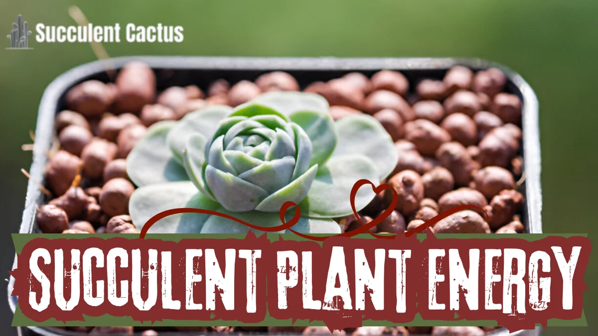 succulent plant energy