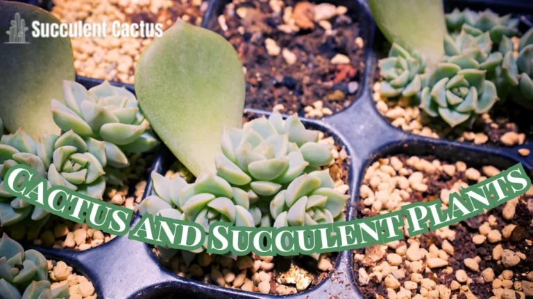 Cactus and Succulent Focus