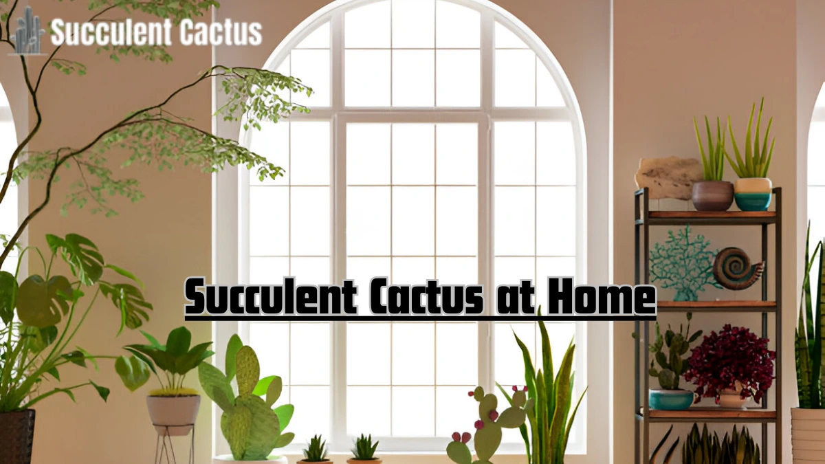 succulent cactus at home