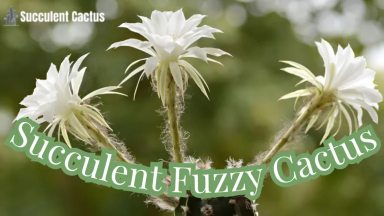 Succulent Fuzzy Cactus