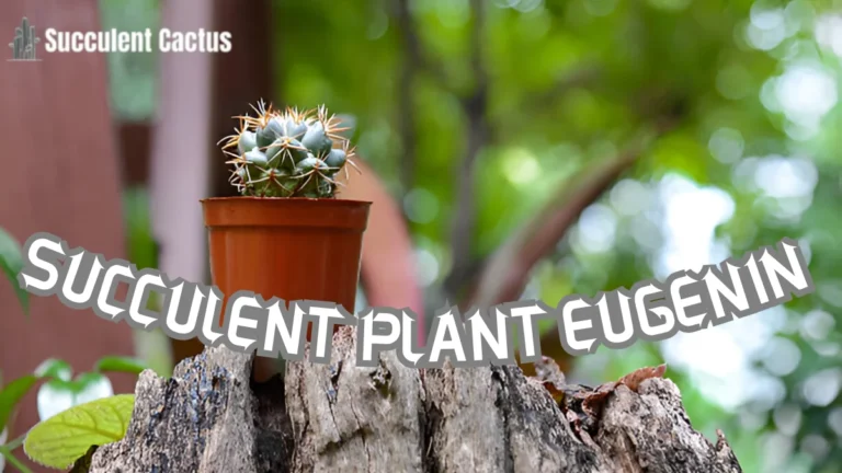 succulent plant eugenin promotes budding