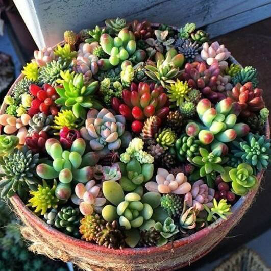 Succulents