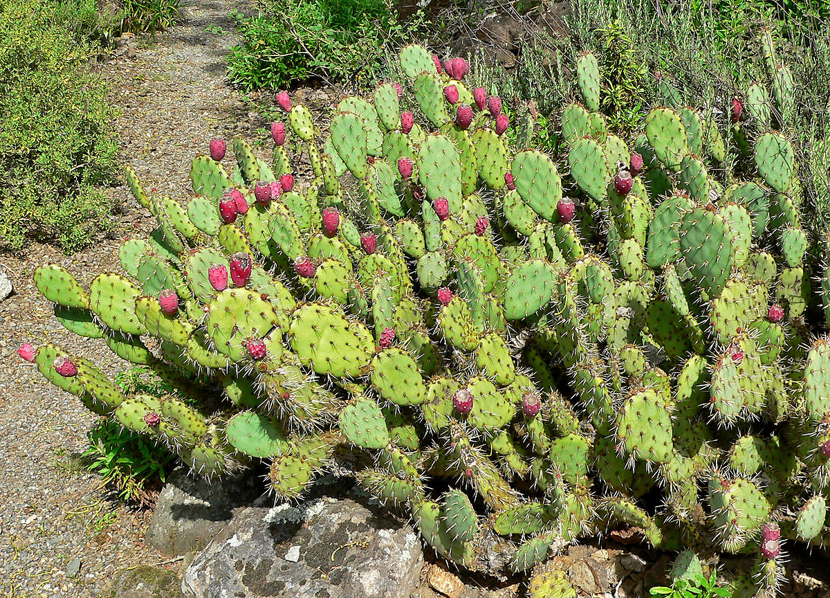 Cacti Plant