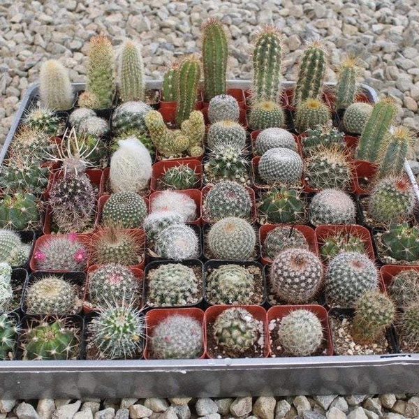 cacti for sale