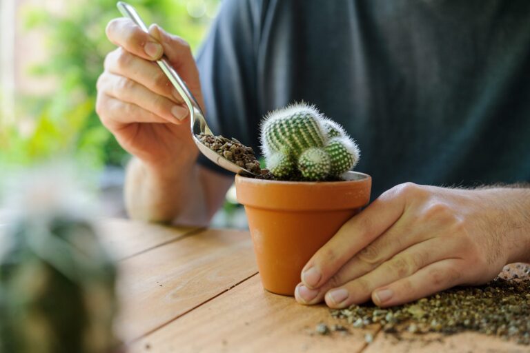 Potting Medium for Cactus