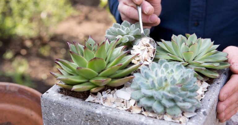 What Are Succulent Plants