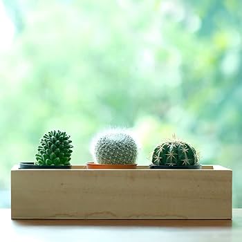 Cactus Plant Decor