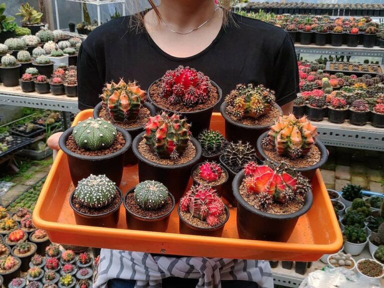 cactus varieties