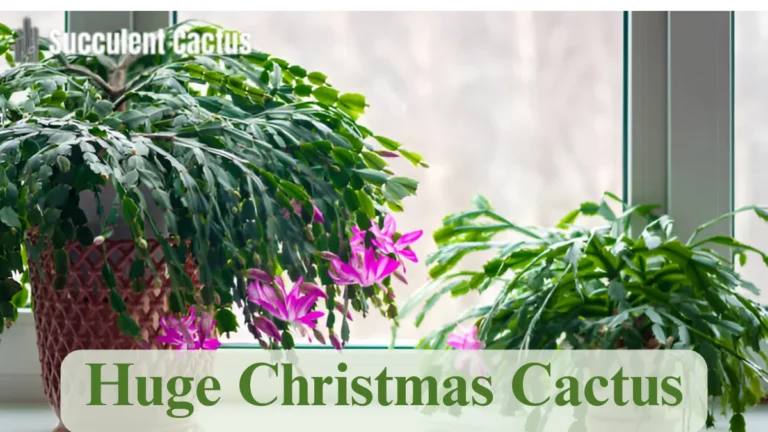 Huge Christmas Cactus