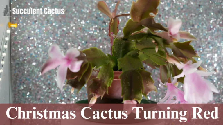 Christmas Cactus Turning Red