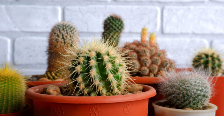 Cactus Houseplant