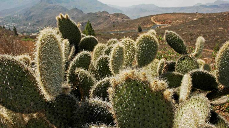 desert cactus plants