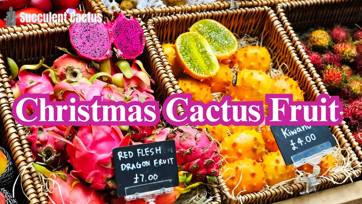 Christmas Cactus Fruit