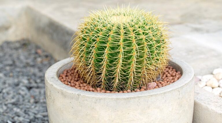 Small Cactus Plants