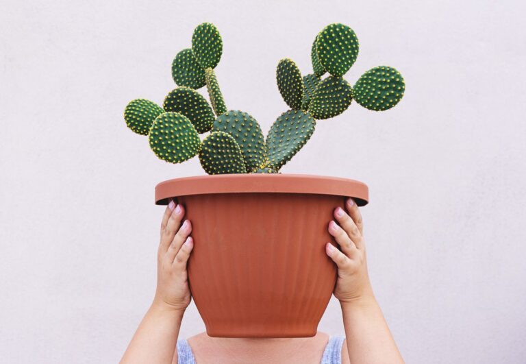 Cactus Plant Care