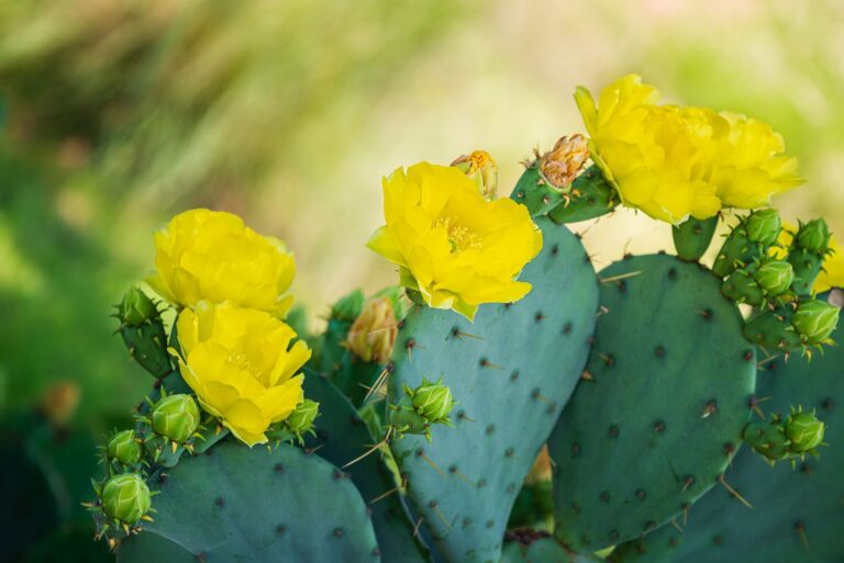 planted cactus