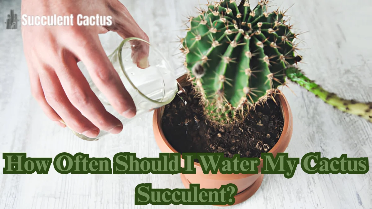 How Often Should I Water My Cactus Succulent