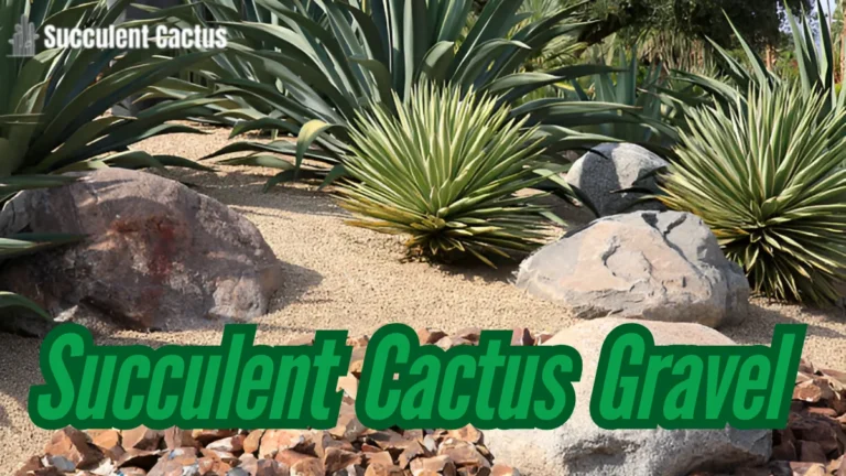 Succulent Cactus Gravel