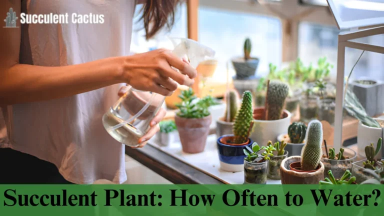 Succulent Plant How Often to Water