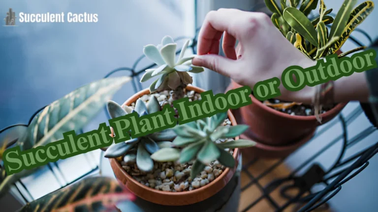 Succulent Plant Indoor or Outdoor