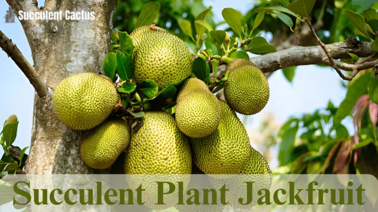 Succulent Plant Jackfruit