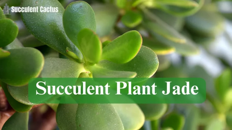 Succulent Plant Jade