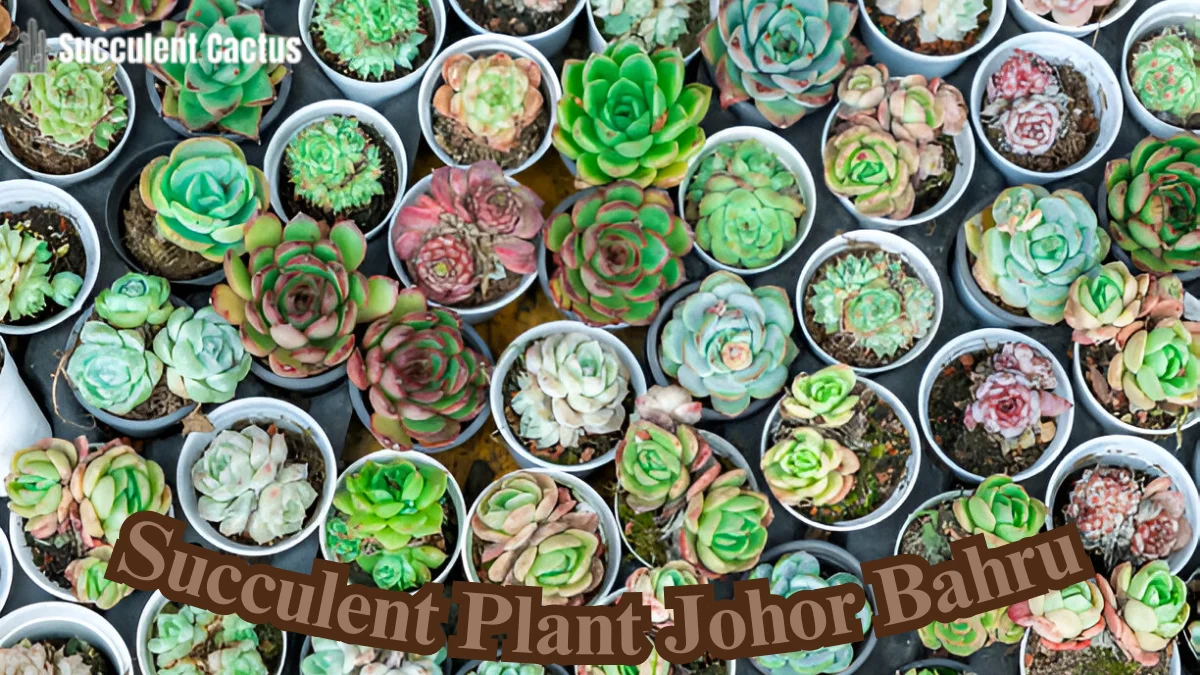 Succulent Plant Johor Bahru