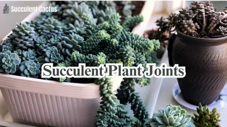 Succulent Plant Joints