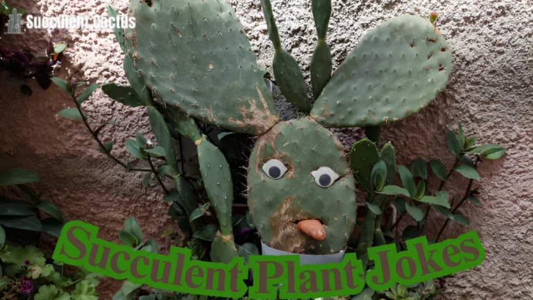 Succulent Plant Jokes