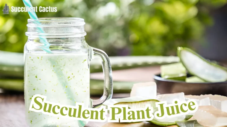 Succulent Plant Juice