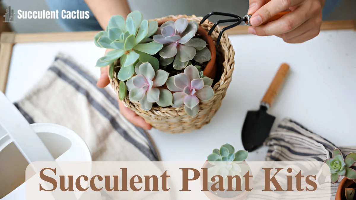 Succulent Plant Kits