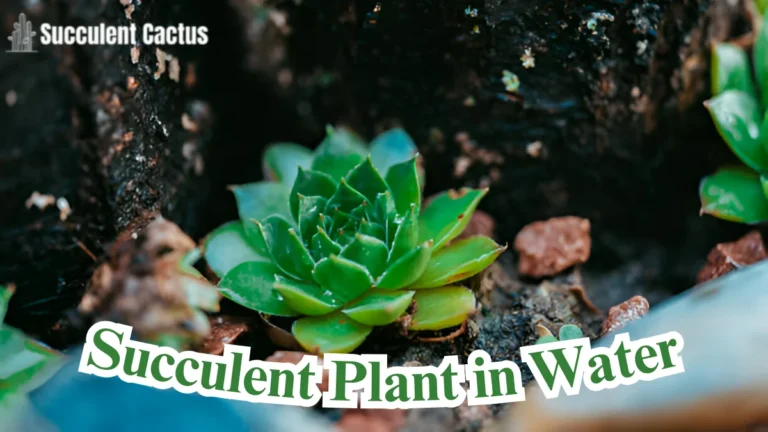 Succulent Plant in Water