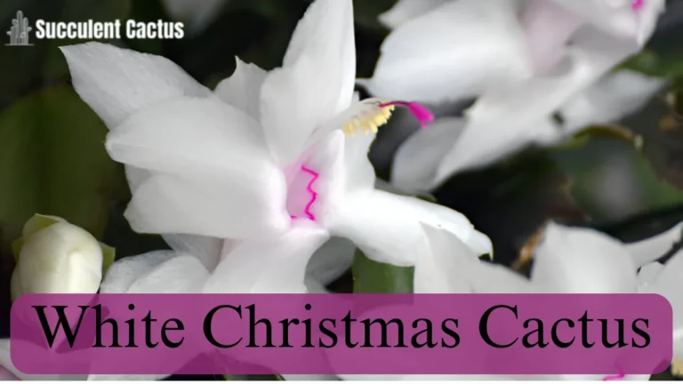 White Christmas Cactus