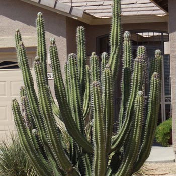 Large Cactus for Sale