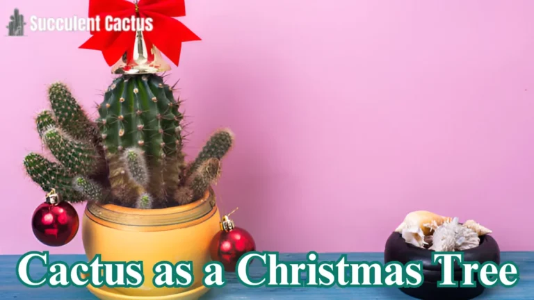 Cactus as a Christmas Tree