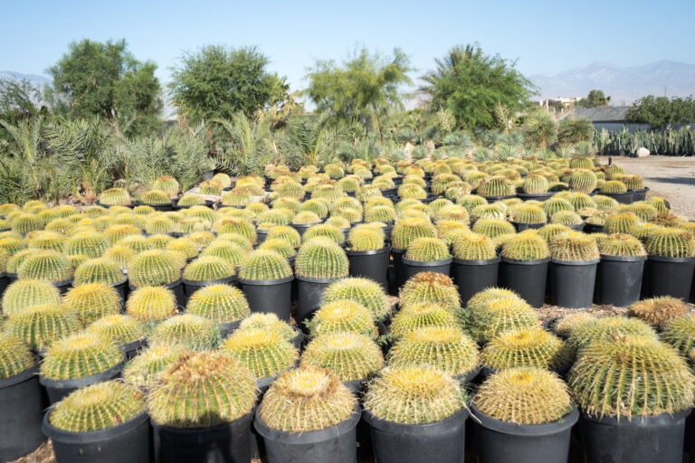 Cactus Plant Nursery