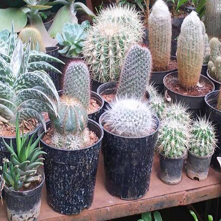 Cactus for Sale Near Me