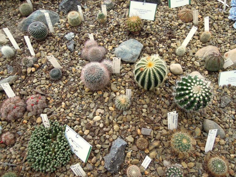 What Are the Nutrients and Water Needs for a Cactus