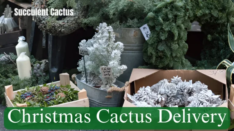 Christmas Cactus Delivery