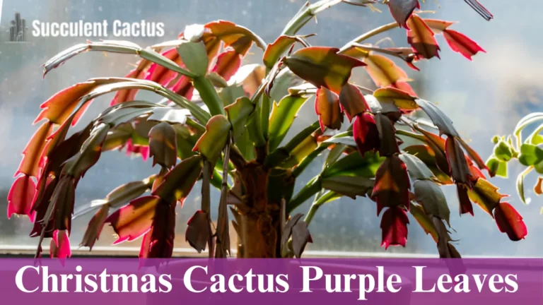 Christmas Cactus Purple Leaves