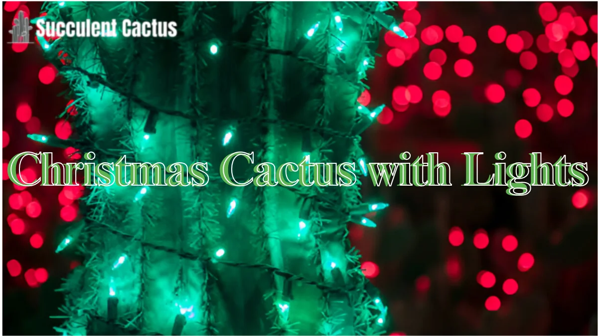 Christmas Cactus with lights